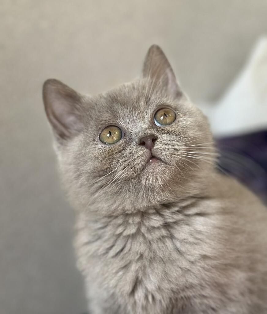 Gray cat looks up thoughtfully