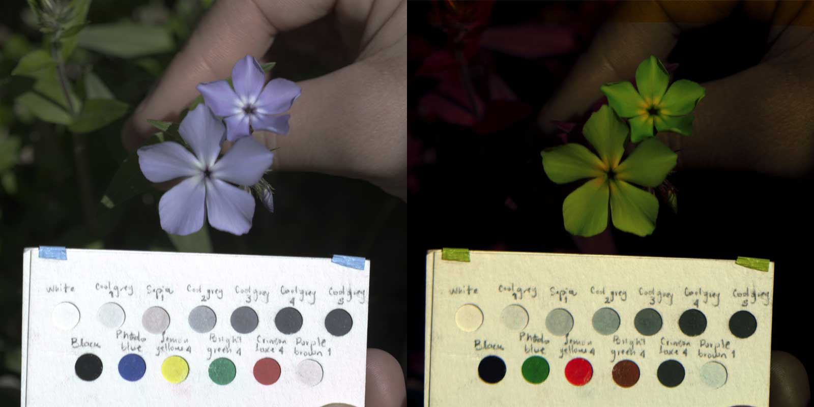 Side-by-side comparison of two images of a hand holding a wildflower with a color sample guide below. On-left, is the "human vision" spectrum, on right "bee-vision" is synthesized. 