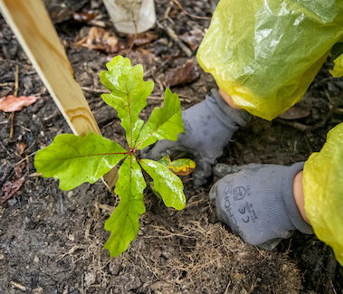 tree being planted by gloved hands
