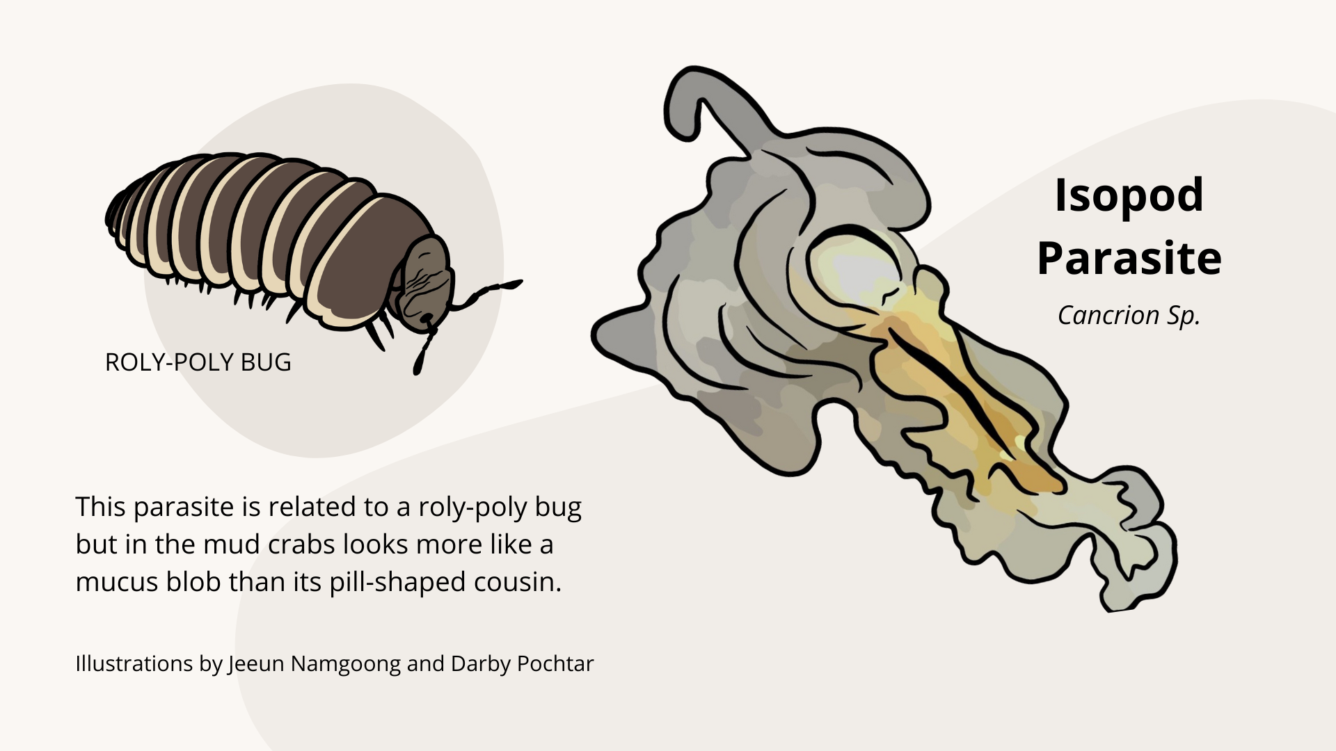 Isopod Parasite: This parasite is related to a roly-poly bug but in the mud crabs looks more like a mucus blob than its pill-shaped cousin.