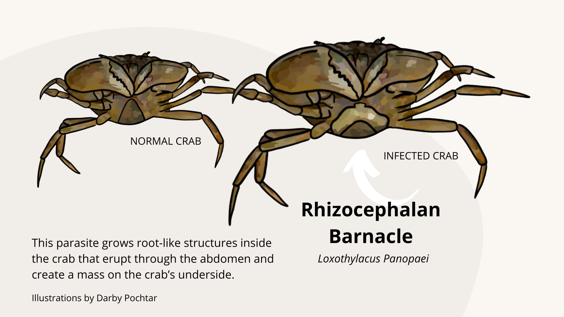 Rhizocephalan  Barnacle: This parasite grows root-like structures inside the crab that erupt through the abdomen and create a mass on the crab’s underside. Illustrations by Darby Pochtar