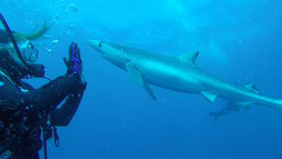 woman scuba diving with a blue shark