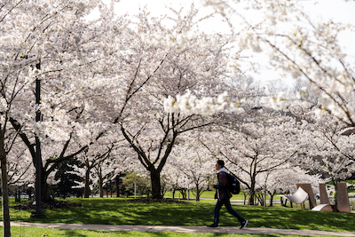 student walks by cherry trees