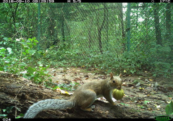 A squirrel holding a tennis ball in its mouth.