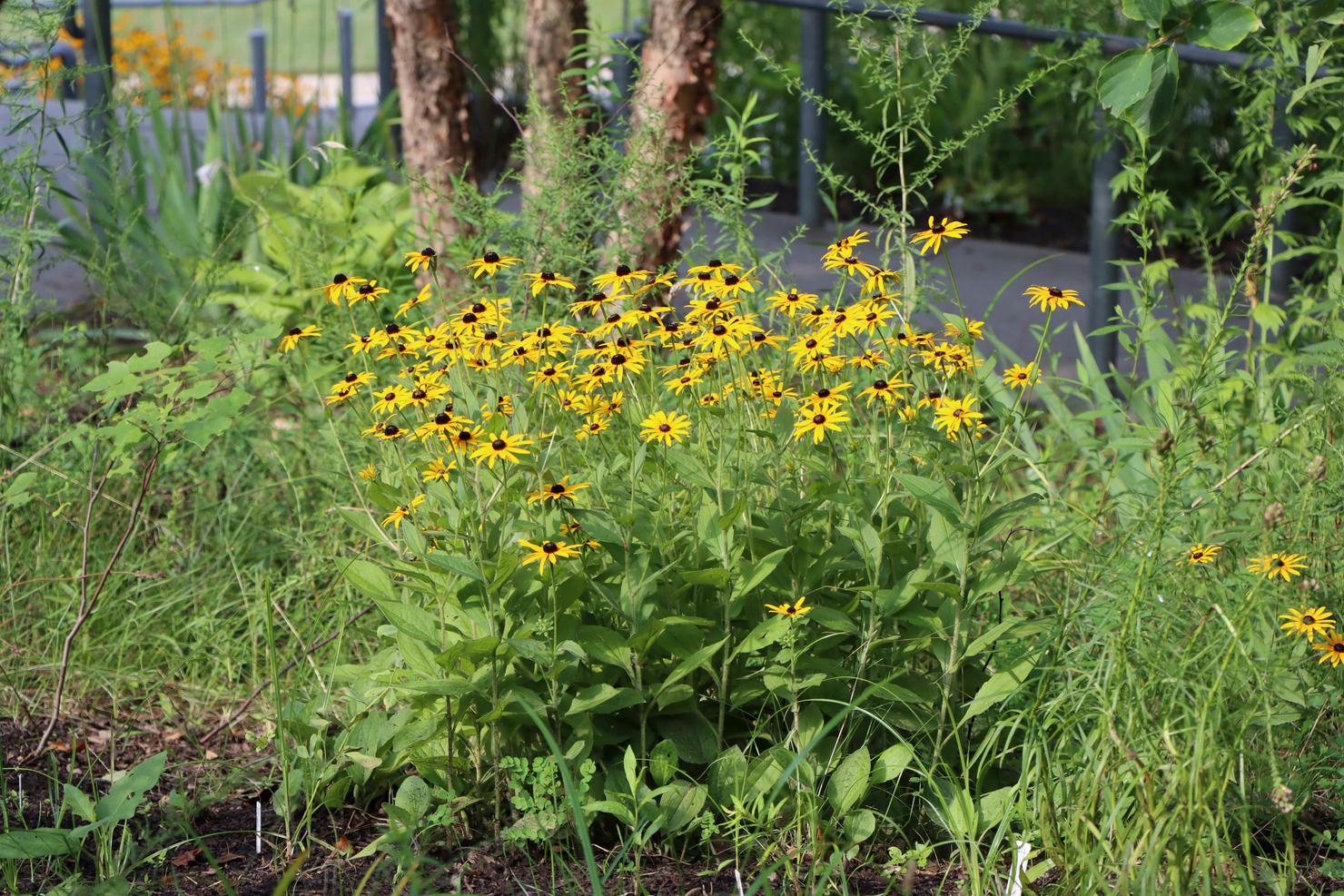 Photo of black-eyed Susan flowers at the Green Studio