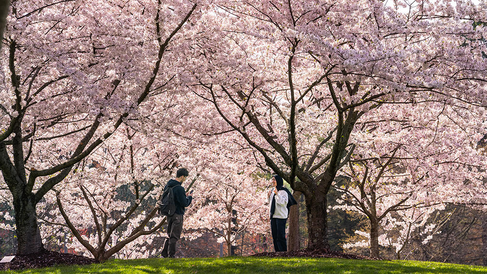 Two students stand on the grass amidst the cherry blossom trees in full bloom.