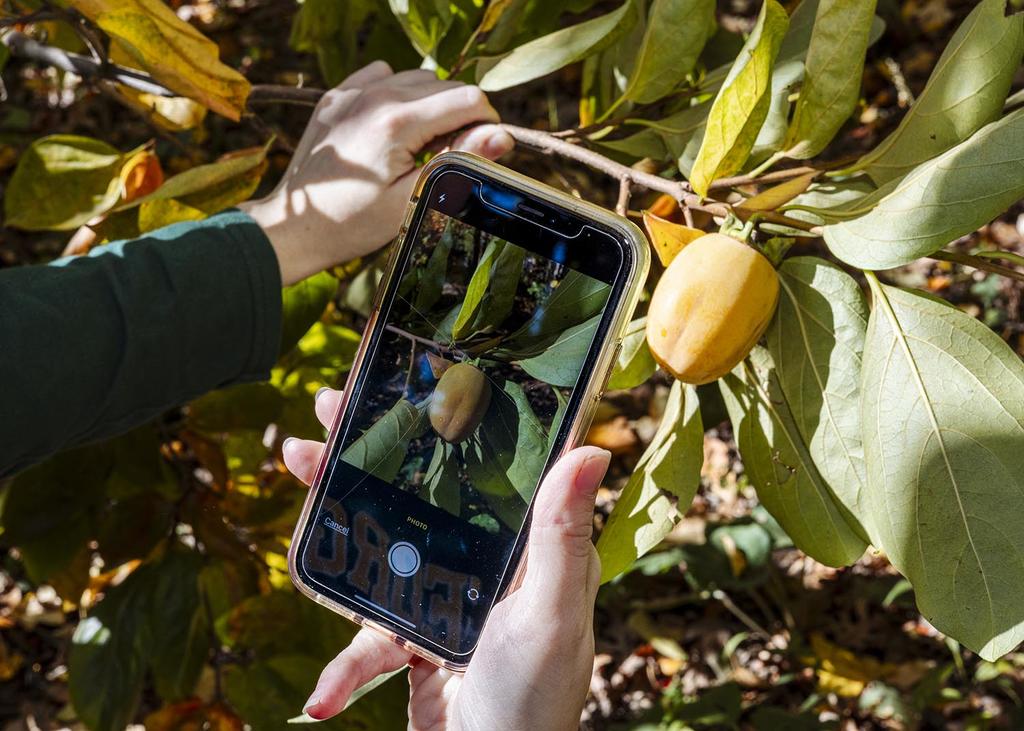 Mason students are taking pictures of the campus flora, fauna, and fungi with their smartphones to capture the university’s biodiversity. 