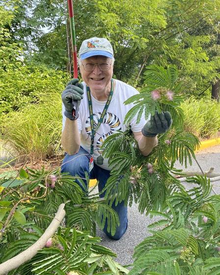 Faculty member Chris Jones works in the brush at the Potomac Science Center, holding a flowering branch of an invasive mimosa tree that he trimmed away
