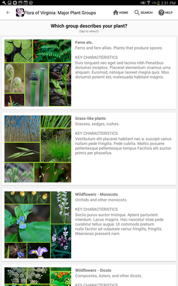 A screenshot from the Flora of Virginia app. This page details major plant groups. The heading says "Which group describes your plant? Tap to select." Below is a selection of groupings of plants, with titles like ferns, grass-like, wildflowers, etc. Each grouping has some example imags and key characteristics listed. 