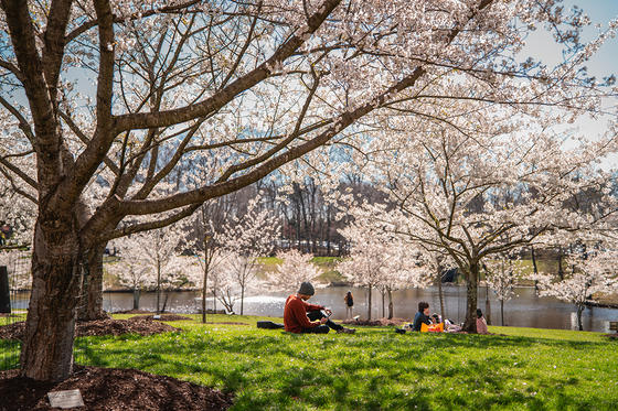 Students sit in green grass beneath blooming cherry blossom trees near Fairfax Campus' Mason Pond.