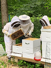 Mason faculty Debra Lattanzi Shutika volunteering with the Honey Bee Initiative
