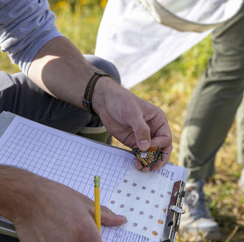 A close up of Professor Davis holding a monarch butterfly with a tag on its hindwing. With the other hand he is recording information on the butterfly on a clipboard.