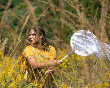 An SMSC student is seen between tall blades of grass in a field. She is holding an aerial net with both hands as she searches for monarch butterflies.