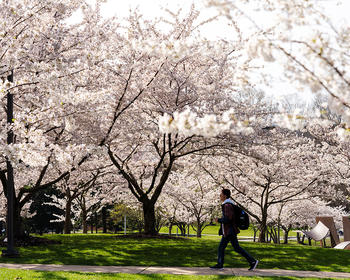 A student walks amidst cherry blossoms in full bloom.