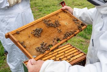 Honeybees on honeycomb from George Mason University's honeybee apiary. 