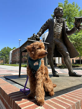 Macy the golden doodle enjoys a nice breeze at the George Mason statue