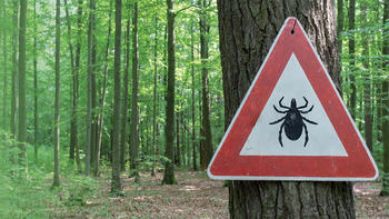 Stock image of a tick caution sign hung on a tree in the woods.