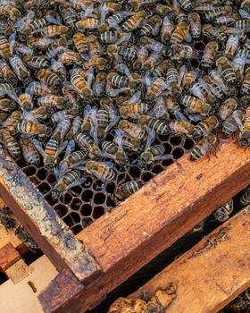 A hive of bees crawls around the frame of their beebox.